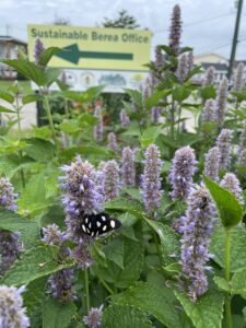 Anise hyssop filled with pollinators with Sustainable Berea sign in the background
